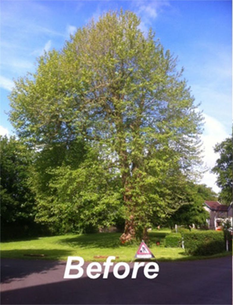 Before Tree Pruning Glasgow