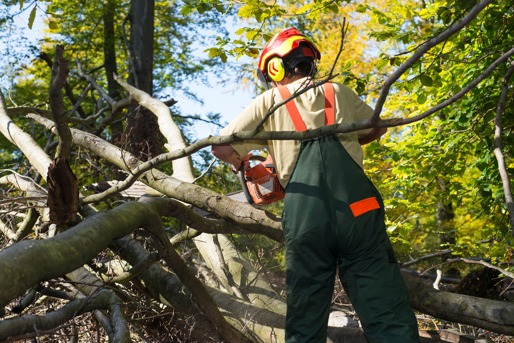 Commercial-Arborist-Services