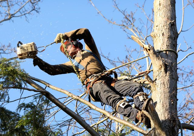 Dangers of Tree pruning