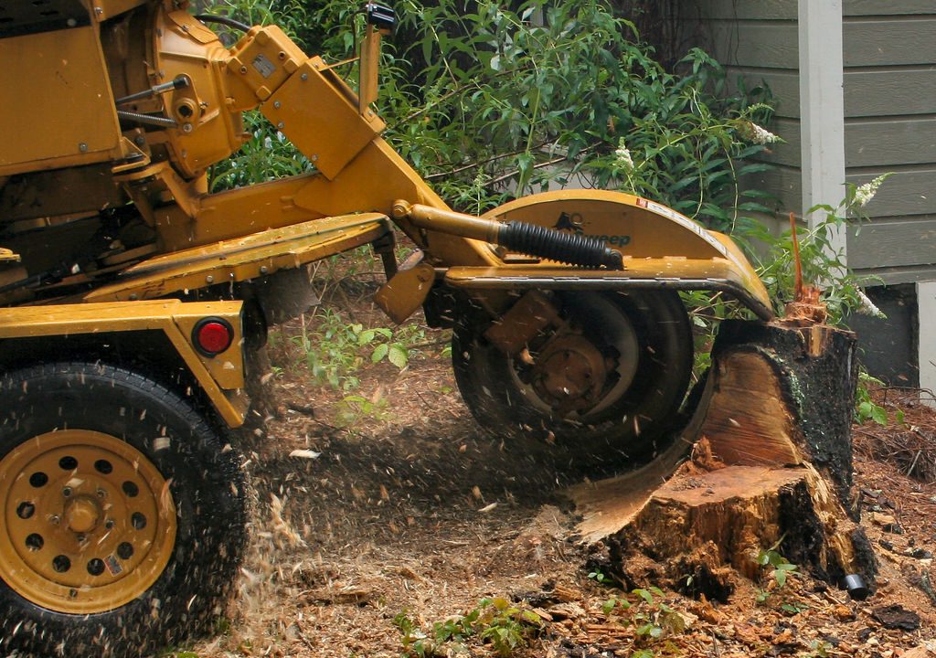 Stump Removal In Glasgow