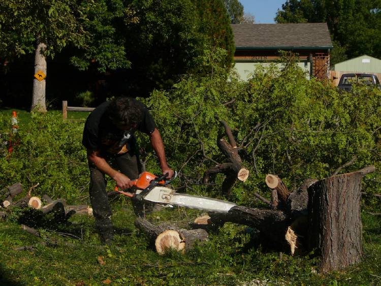 Tree Removal aberdeen002