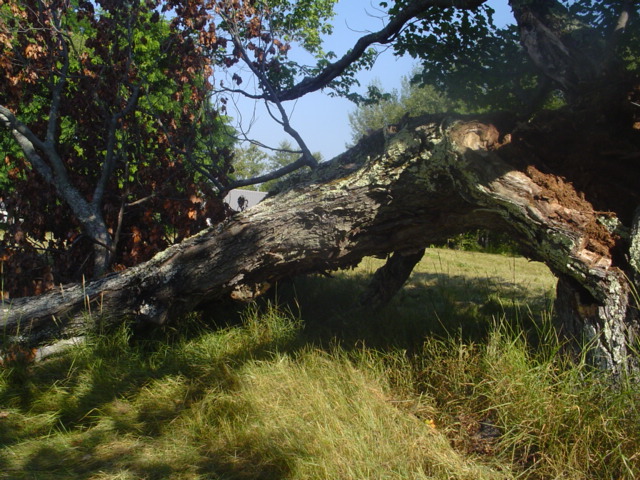 Broken Tree Glasgow Emergency Tree Surgeon