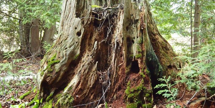 old tree stump