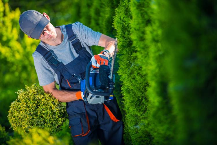 Hedge Maintenance Lothians