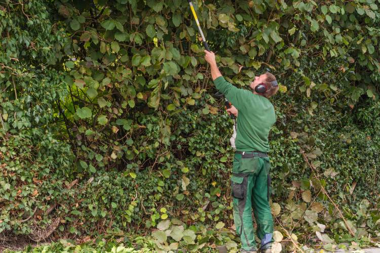 Hedge Trimming