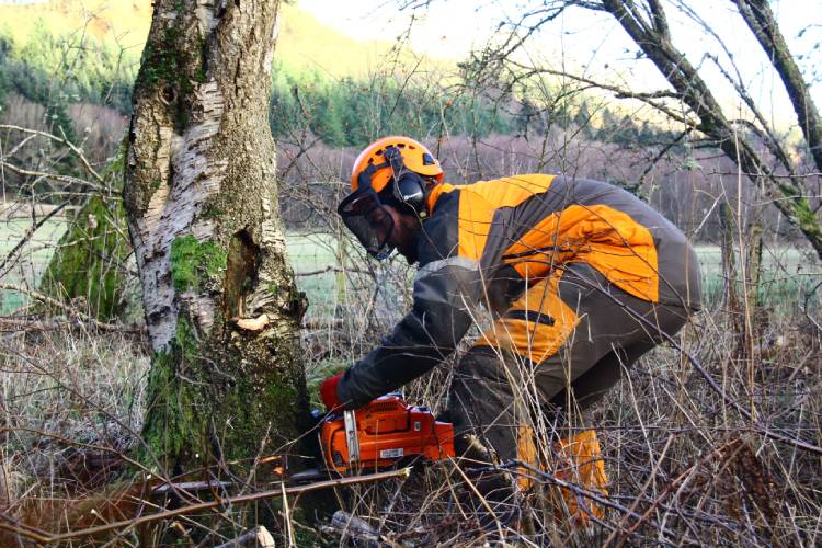 Tree Removal Edinburgh