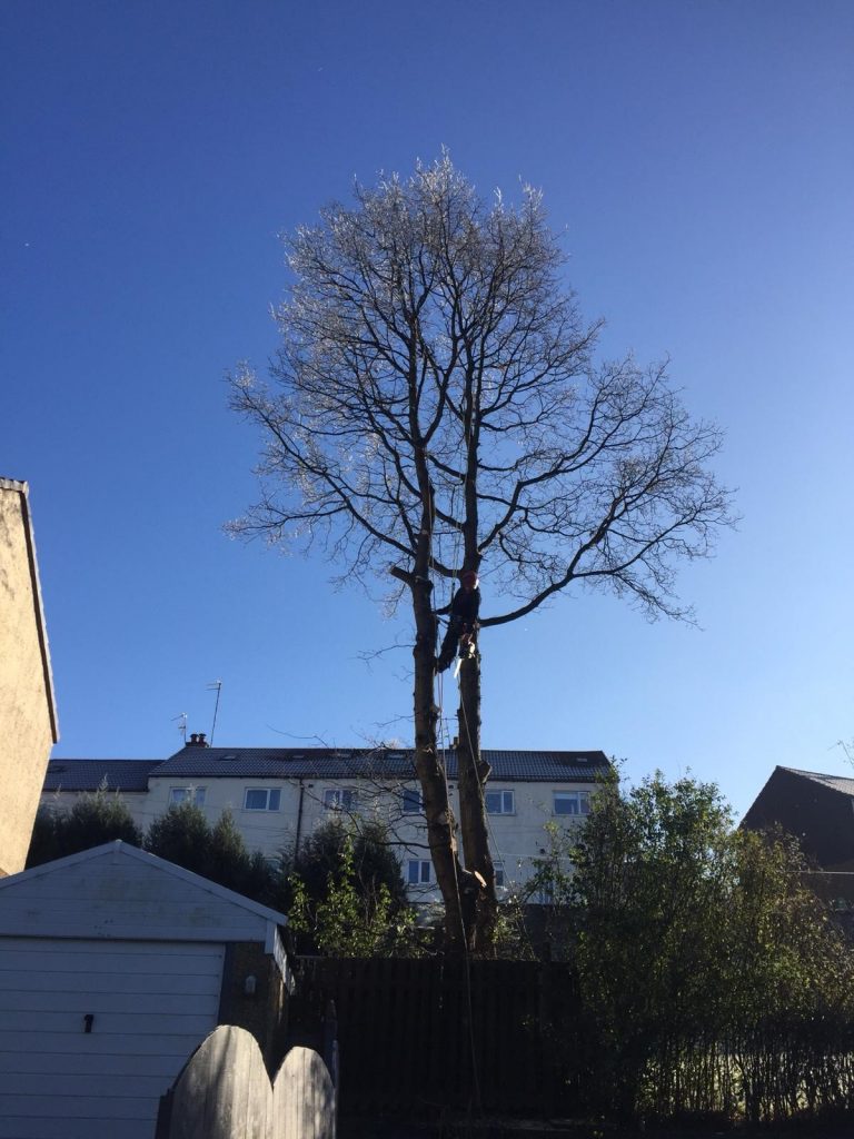 Glasgow Tree Surgery post Lockdown