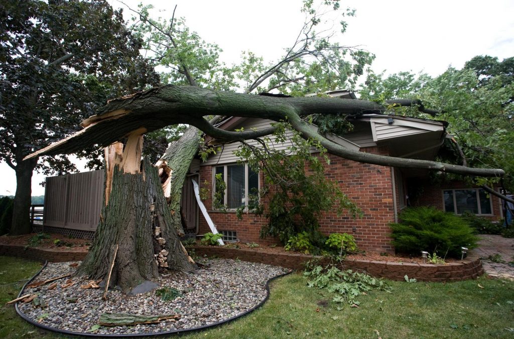 EMERGENCY TREE CARE