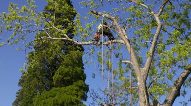 High climbing tree surgeon in Edinburgh pruning a tree