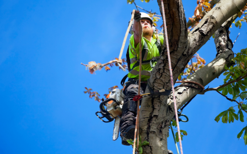 tree surgeons colinton