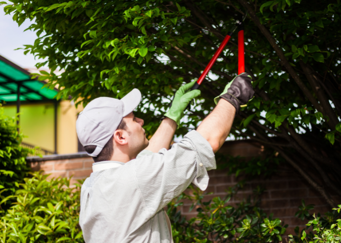 How Do You Properly Prune a Tree in Colinton