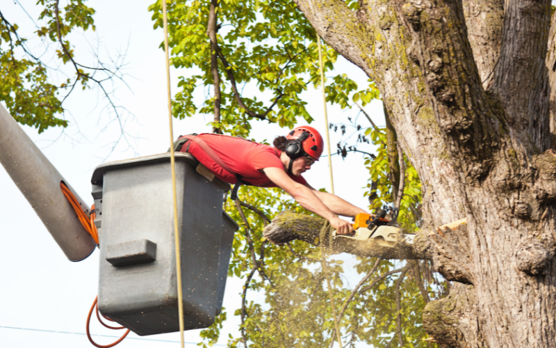 Bearsden Tree Surgeons