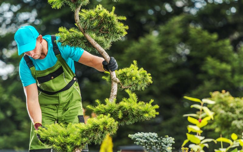 Shawlands Tree Surgeons