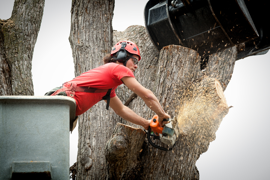 Can I Cut Trees on My Property in Glasgow, Scotland