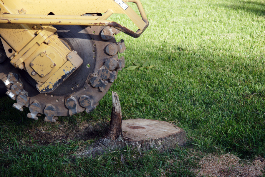 How to Remove a Tree Stump