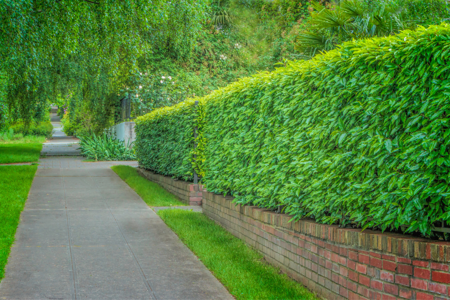 hedge trimming and maintenance tips