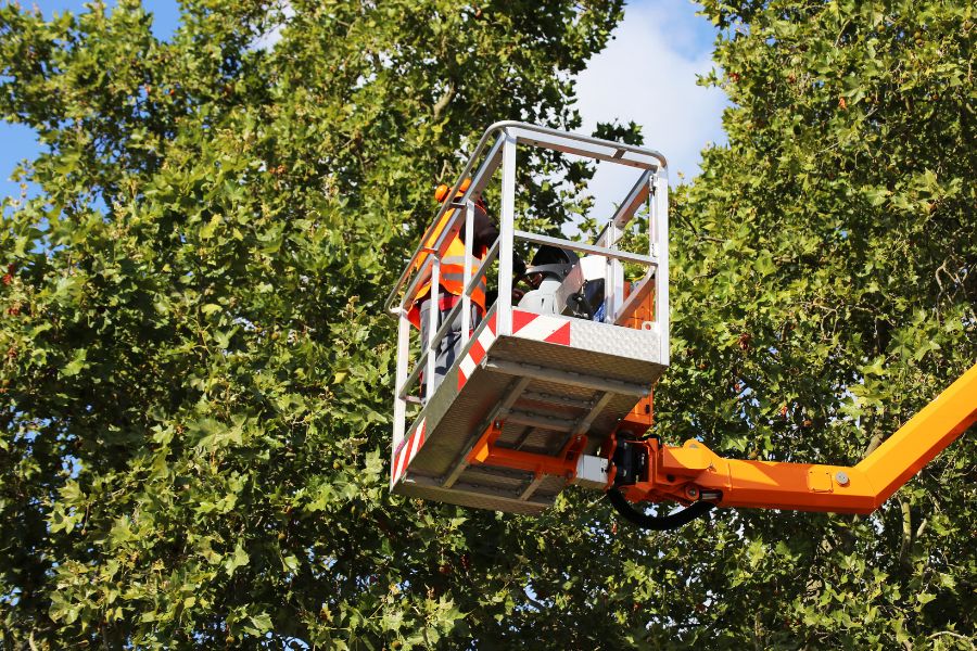 What-Time-of-Year-Is-Best-for-Tree-Surgery-in-Currie-Edinburgh