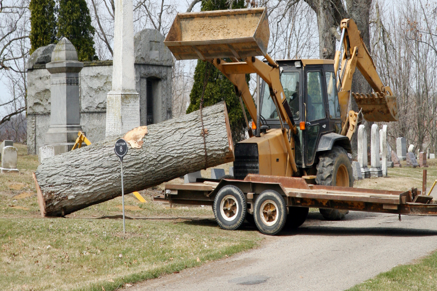 What Trees Can Be Cut Down Without Permission