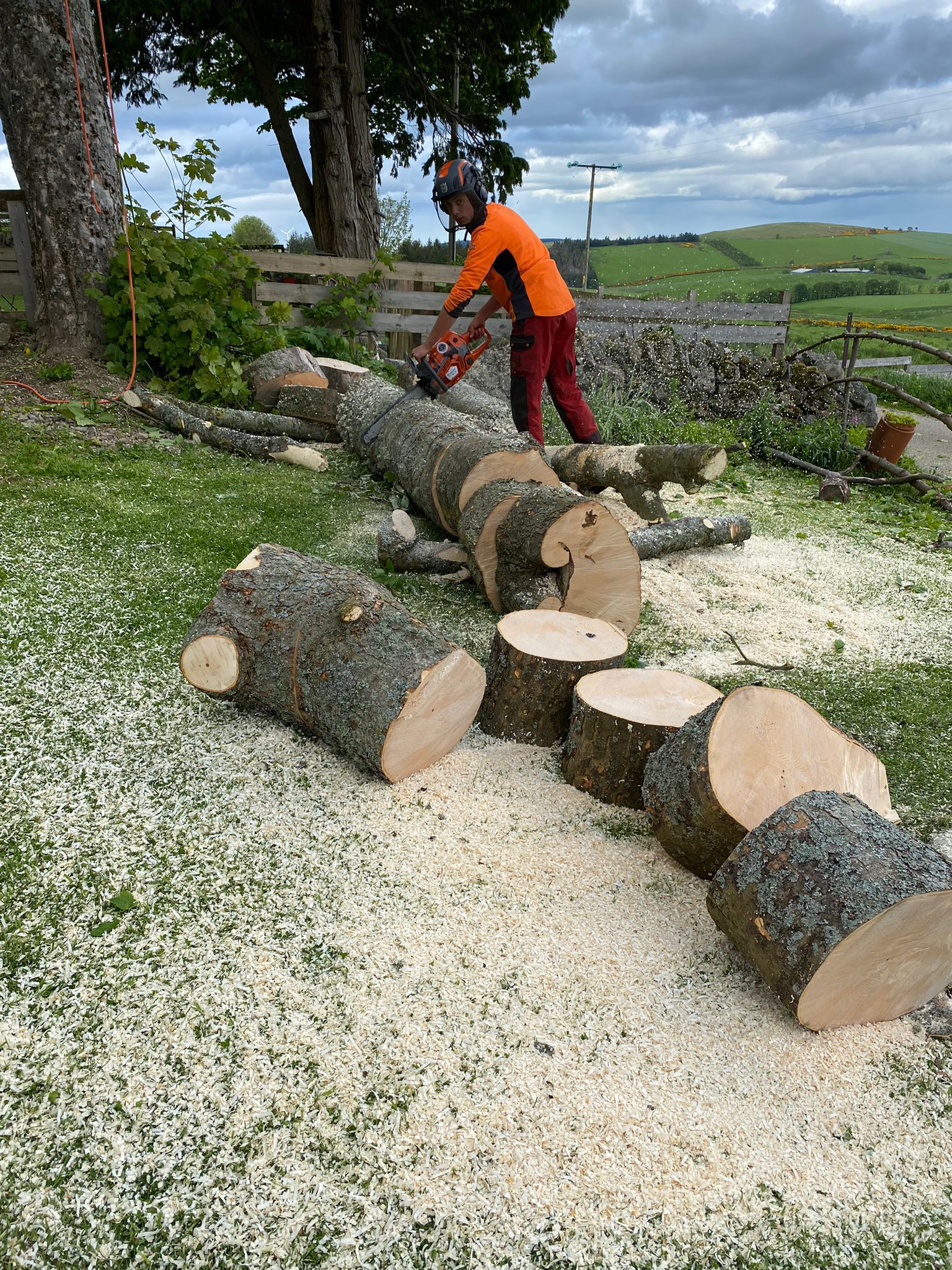 Tree removal by our tree surgeons in Cults, Aberdeen