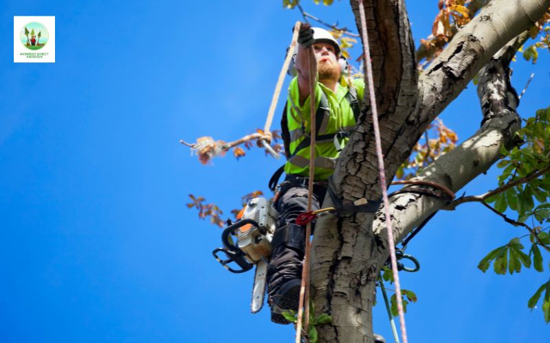 6-steps-for-tree-felling