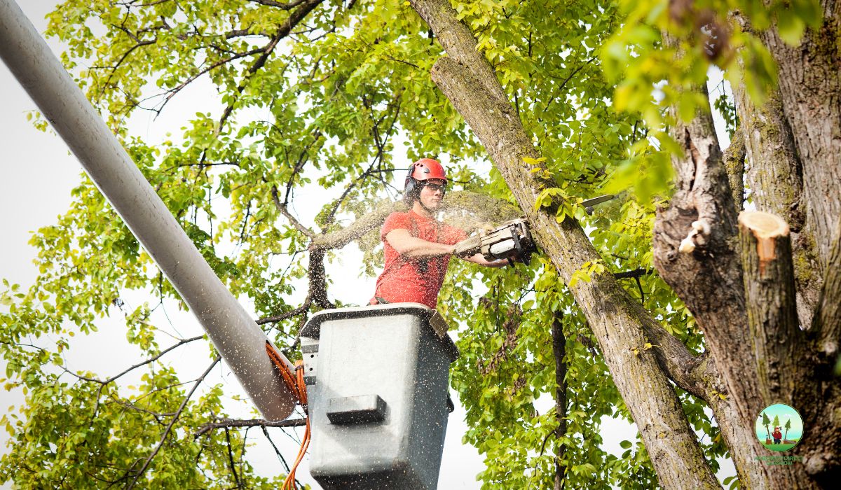 Coatbridge Tree Surgeon