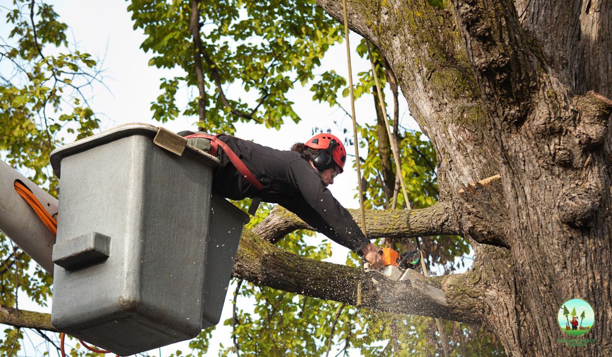 Milngavie tree surgeons