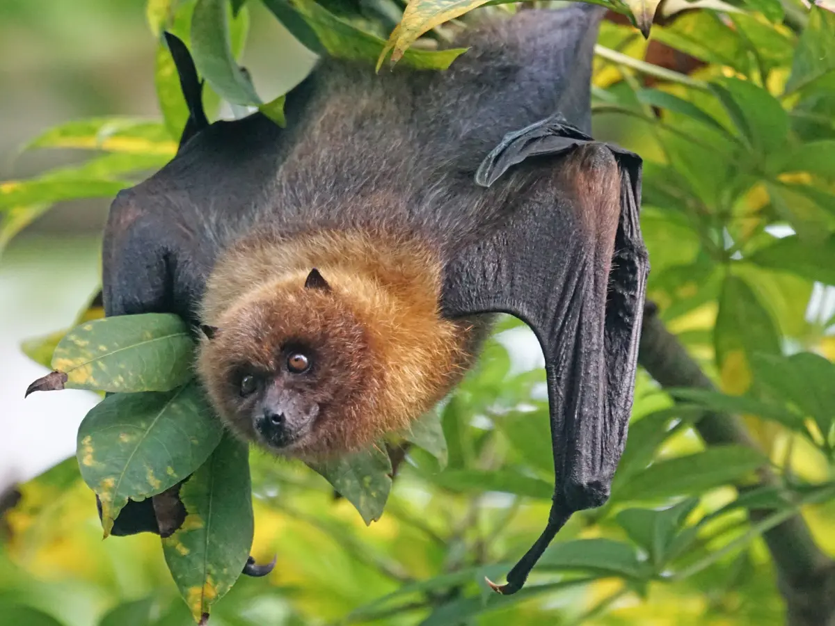 Bat Survey Aberdeen. A bat hanging from the tree.