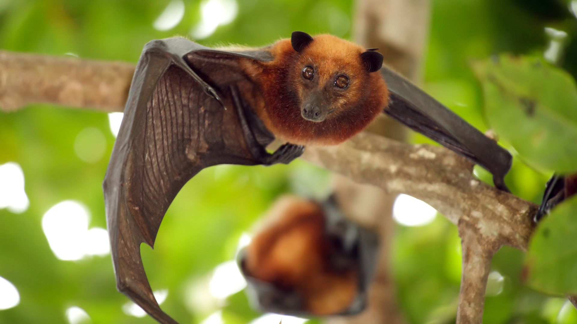 Bat Survey Glasgow. Bat sitting on the tree,